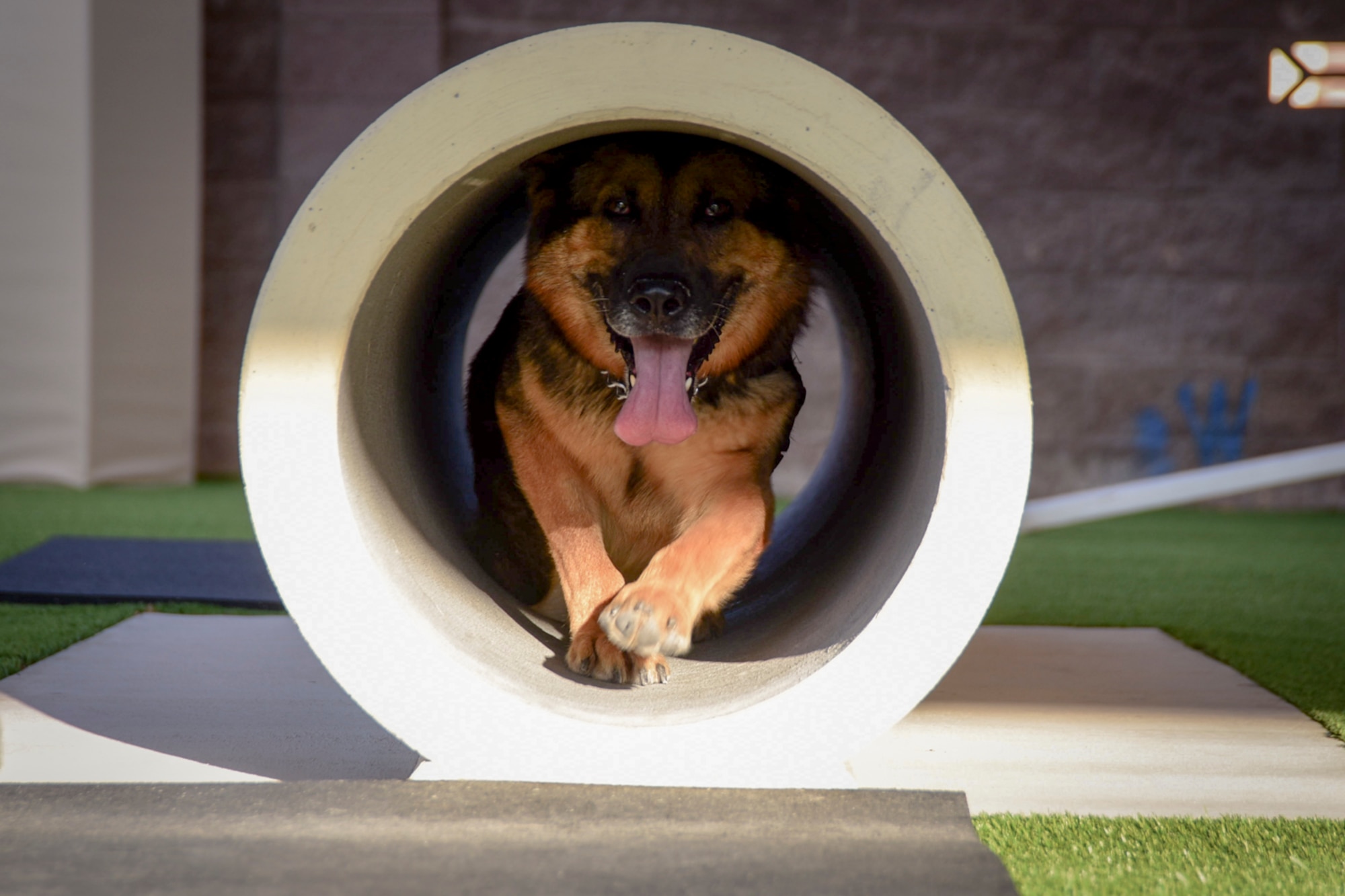 Habo, 99th Security Forces Squadron military working dog, crawls through a tube at Nellis Air Force Base, Nevada, August 7, 2017. Habo is primarily trained to detect narcotics. (U.S. Air Force photo by Airman 1st Class Andrew D. Sarver/Released)