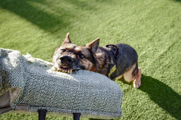 Habo, 99th Security Forces Squadron military working dog, bites on a padded sleeve August 7, 2017, at Nellis Air Force Base, Nevada. MWDs are trained to pursue and bite suspects that pose an immediate threat. (U.S. Air Force photo by Airman 1st Class Andrew D. Sarver/Released)