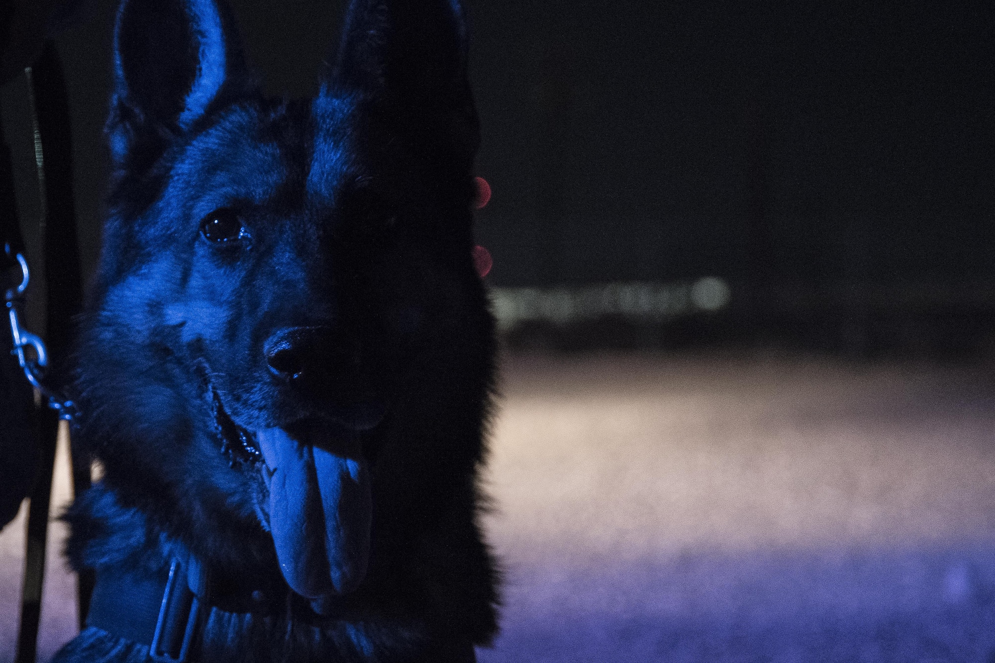Habo, 99th Security Forces Squadron military working dog, pauses during a patrol around Nellis Air Force Base, Nevada, August 7, 2017. MWDs and their handlers patrol the outskirts of a base to ensure its safety and security. (U.S. Air Force photo by Airman 1st Class Andrew D. Sarver/Released)