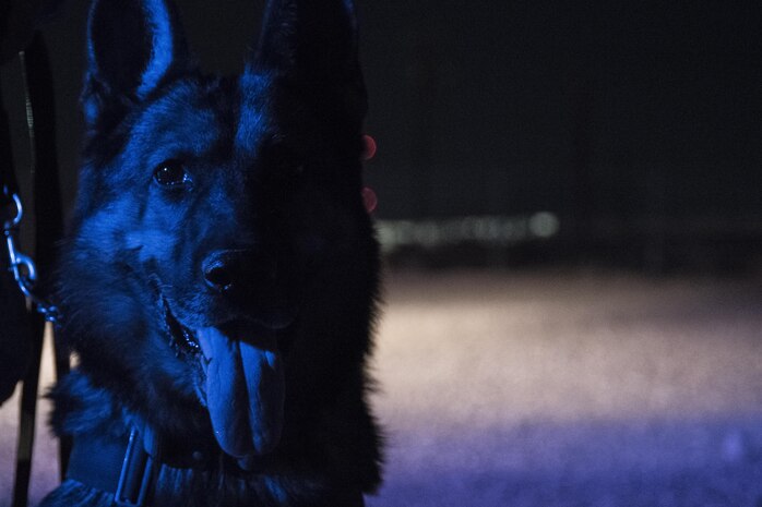 Habo, 99th Security Forces Squadron military working dog, pauses during a patrol around Nellis Air Force Base, Nevada, August 7, 2017. MWDs and their handlers patrol the outskirts of a base to ensure its safety and security. (U.S. Air Force photo by Airman 1st Class Andrew D. Sarver/Released)