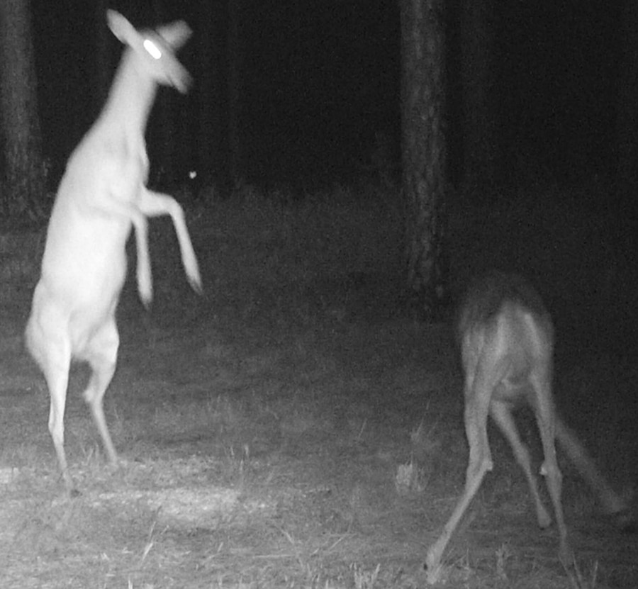 A couple of does are caught on camera during a deer survey aboard Marine Corps Logistics Base Albany, recently. The 2017-18 deer hunting season begins Sept. 9 and ends Jan. 14, 2018.