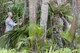 U.S. Air Force Tech. Sgt. Ryan Hyslop, right, Air Force Global Strike Command Det. 4 survival, evasion, resistance and escape specialist, shows Airmen how to build shelter using natural resources, July 27, 2017, at Andersen Air Force Base, Guam. The SERE course provided jungle specific survival techniques to individuals at risk of being isolated in a jungle environment.  (U.S. Air Force photo by Airman 1st Class Christopher Quail)