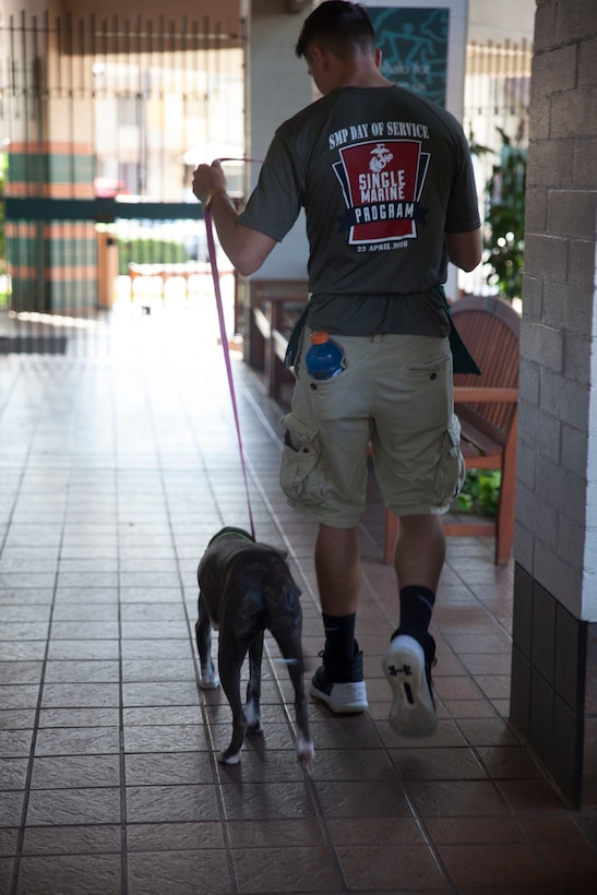 Lance Cpl. Jordan Durkee, an aircraft rescue and firefighter with Marine Corps Air Station Kaneohe Bay, walks an adoptable dog at a Single Marine and Sailor Program event in Honolulu, Hawaii, Aug. 20, 2017. The Hawaiian Humane Society hosted a dog walking volunteer event for the Single Marine and Sailor Program to participate in and give back to their local community. The goal of the SMSP is to improve the morale of U.S. Service members and the surrounding communities with different volunteer events and recreational activities. (U.S. Marine Corps photo by Lance Cpl. Autumn Rodenhizer)