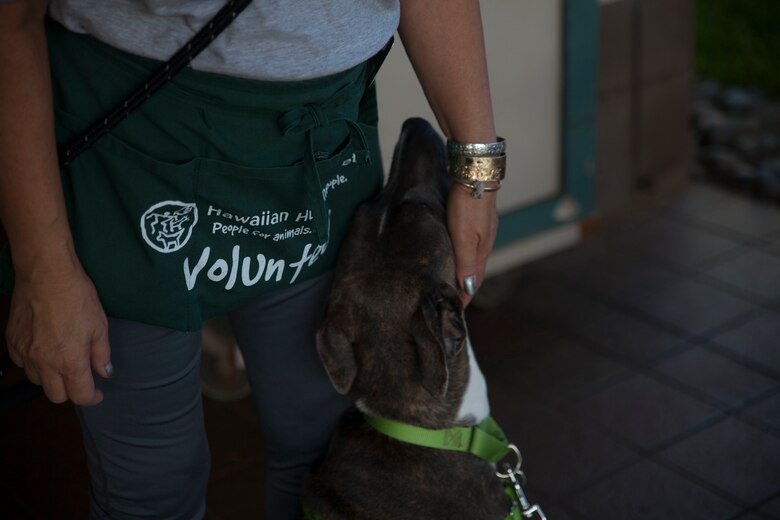 Shelly Pang, a dog care taker at the Hawaiian Humane Society, pets a dog at the Hawaiian Humane Society, Honolulu, Hawaii, Aug. 20, 2017. The Hawaiian Humane Society hosted a dog walking volunteer event for the Single Marine and Sailor Program to participate in and give back to their local community. The goal of the SMSP is to improve the morale of U.S. Service members and the surrounding communities with different volunteer events and recreational activities. (U.S. Marine Corps photo by Lance Cpl. Autumn Rodenhizer)