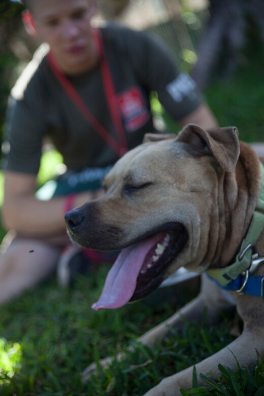 Lance Cpl. Joshua Cameron, an air frame mechanic with Marine Heavy Helicopter Squadron 463, and a member of the Single Marines and Sailor Program, spends time with the dog he was assigned to, Hawaiian Humane Society, Honolulu, Hawaii, Aug. 20, 2017. The Hawaiian Humane Society hosted a dog walking volunteer event for the Single Marine and Sailor Program to participate in and give back to their local community. The goal of the SMSP is to improve the morale of U.S. Service members and the surrounding communities with different volunteer events and recreational activities. (U.S. Marine Corps photo by Lance Cpl. Autumn Rodenhizer)