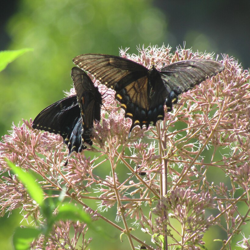 Pipevine butterflies settle on Joe Pye Weed along Breeding's Creek at Carr Creek Lake, Sassafras, Ky.