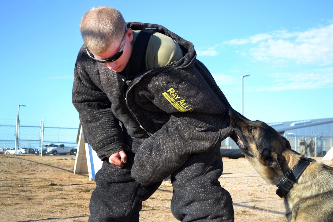 Zeusz 2, a military working dog, demonstrates a controlled aggression technique on Army Spc. Scott Brunjes
