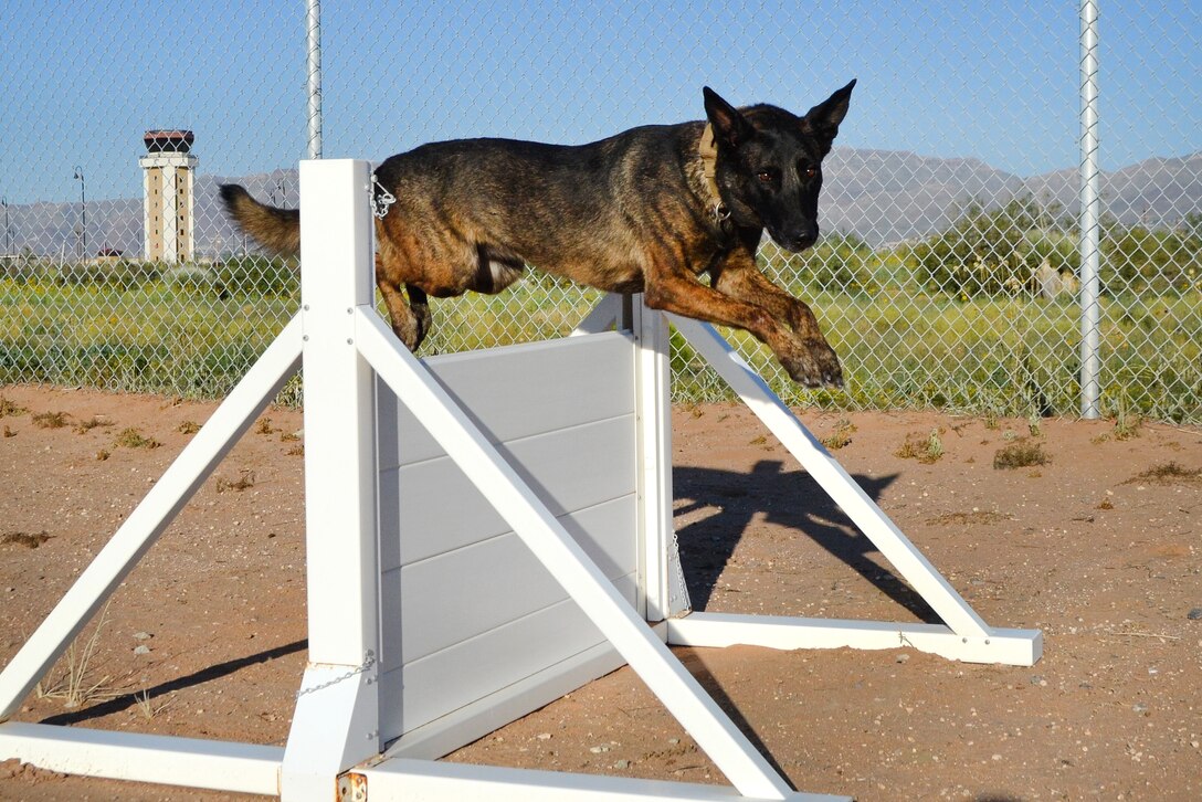 Kyra 4, a military working dog, jumps over an obstacle