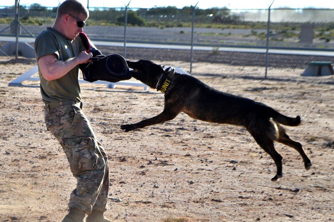 Army Spc. Scott Brunjes wears protective gear to demonstrate a controlled aggression technique by Kyra 4, a military working dog