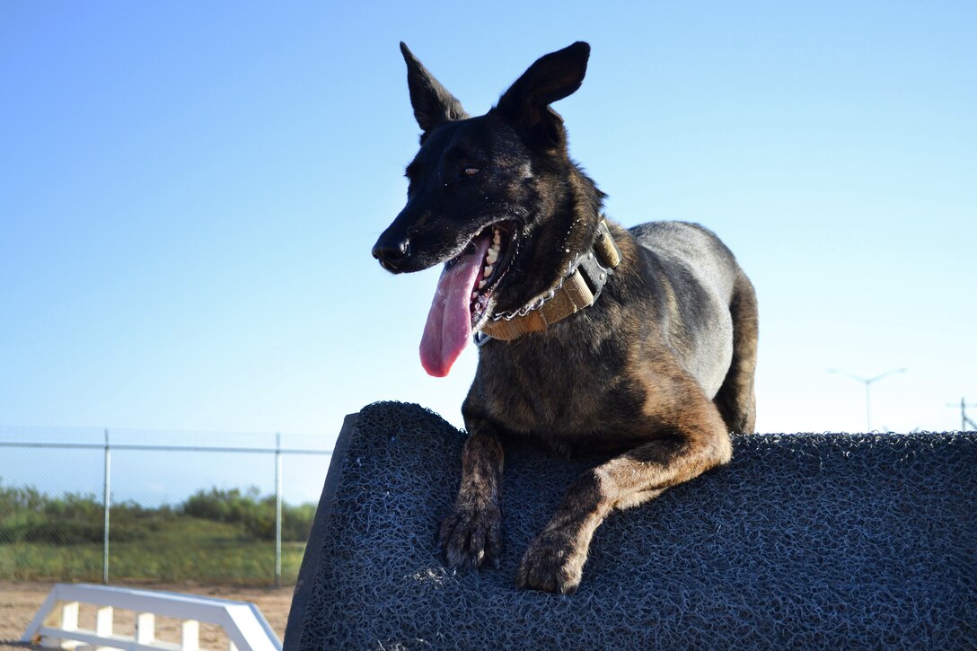 Kyra 4, a military working dog, rests on an obstacle