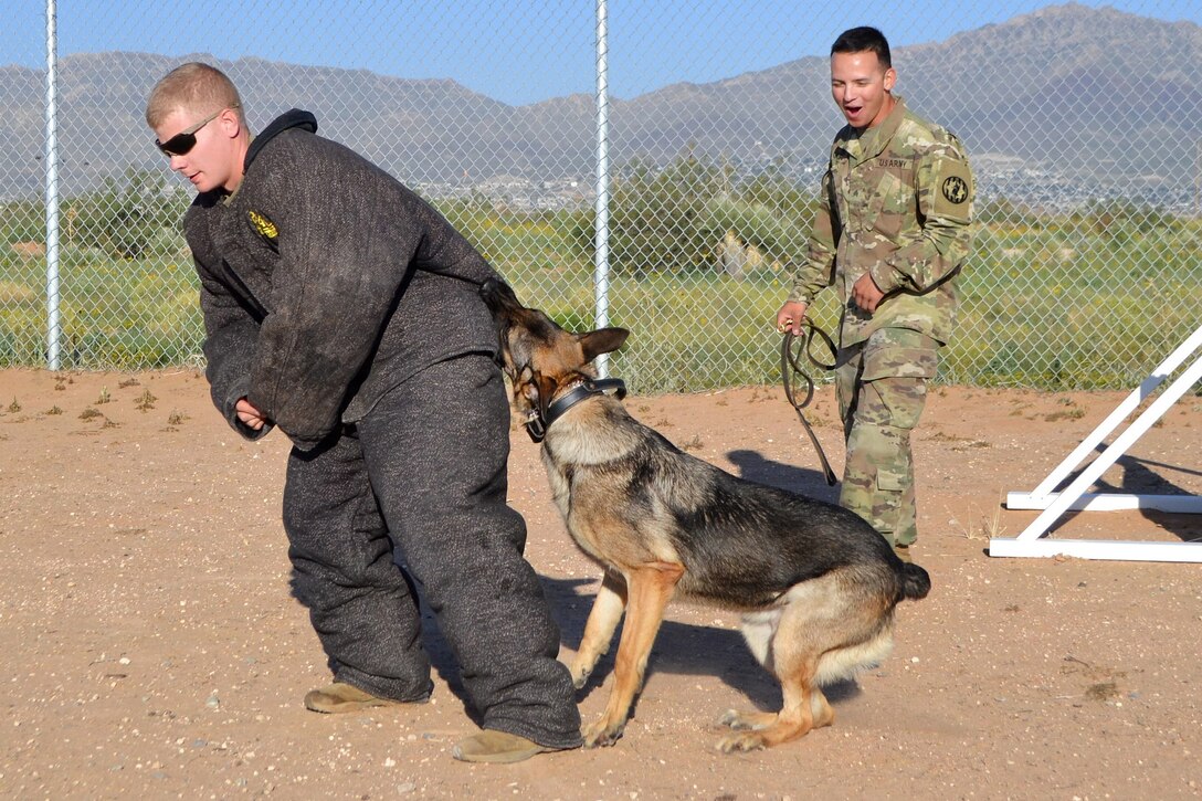 Army Sgt. Gabriel Garcia watches as a military working dog demonstrates a controlled aggression technique