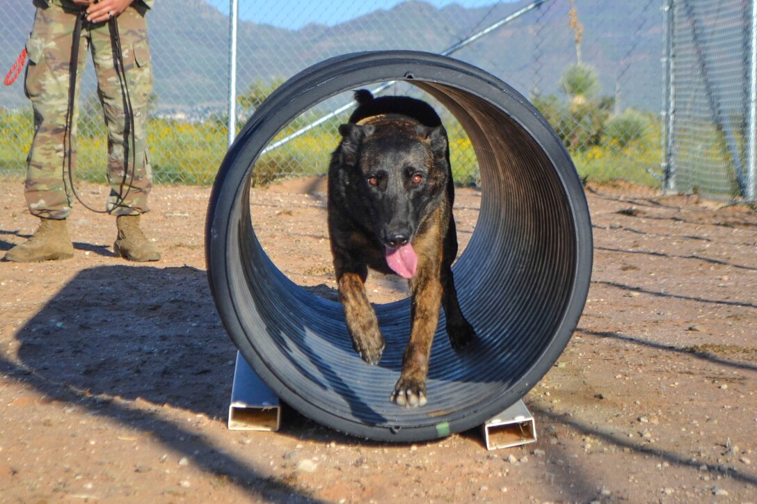 A dog runs through a tunnel.