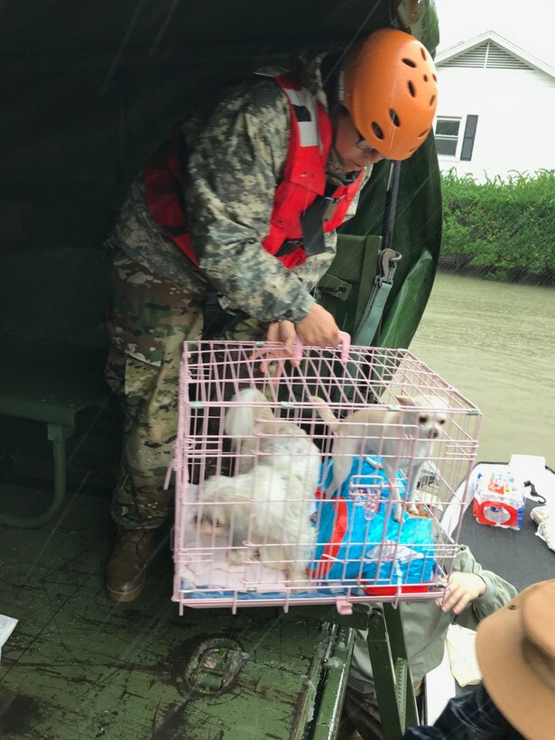 A guardsman helps lift a cage with animals into a military vehicle.