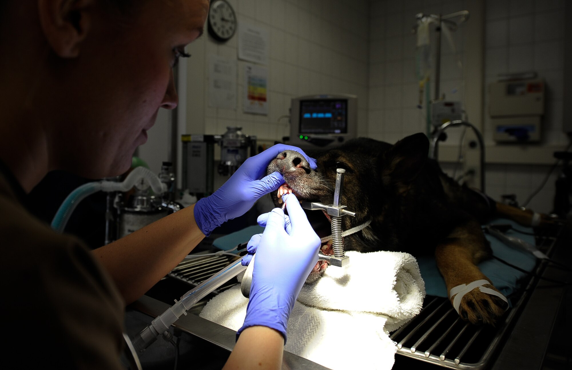 After biting down onto a steel pipe during training, Kobo, 86th Security Forces Squadron military working dog, underwent two non-surgical procedures for the extraction of his upper incisors and a surgical extraction of his upper fourth premolar at Pulaski Veterinary Clinic, Pulaski Barracks, Germany, Aug. 25, 2017. Due to the nature of their work, these K-9s are prone to dental injuries and depend on local dental clinics to help keep them in good working condition. (U.S. Air Force Airman 1st Class Savannah L. Waters)