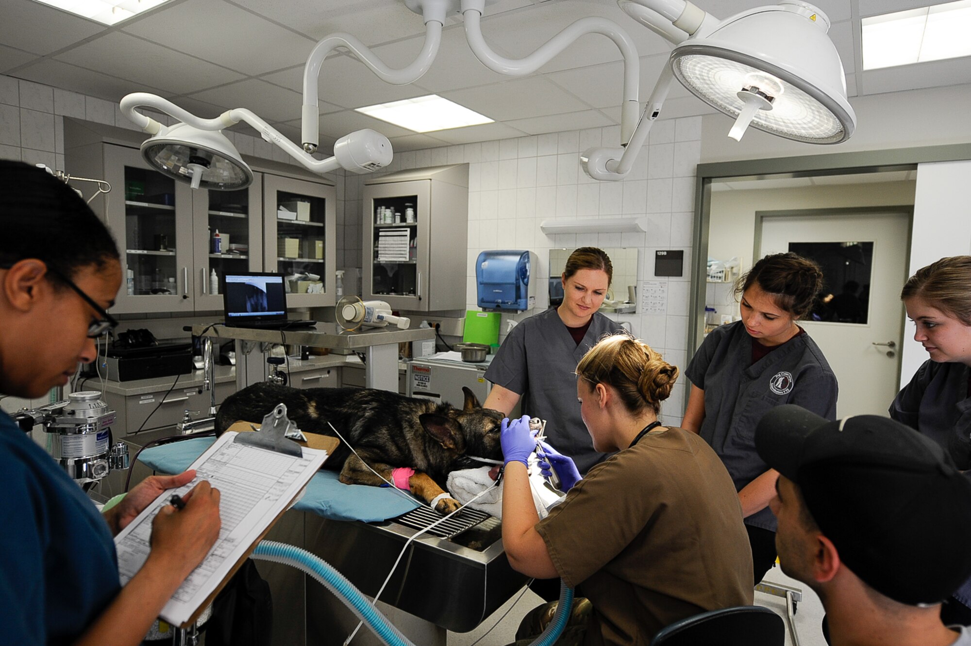 After biting down onto a steel pipe during training, Kobo, 86th Security Forces Squadron military working dog, underwent two non-surgical procedures for the extraction of his upper incisors and a surgical extraction of his upper fourth premolar at Pulaski Veterinary Clinic, Pulaski Barracks, Germany, Aug. 25, 2017. Due to the nature of their work, these K-9s are prone to dental injuries and depend on local dental clinics to help keep them in good working condition. (U.S. Air Force Airman 1st Class Savannah L. Waters)