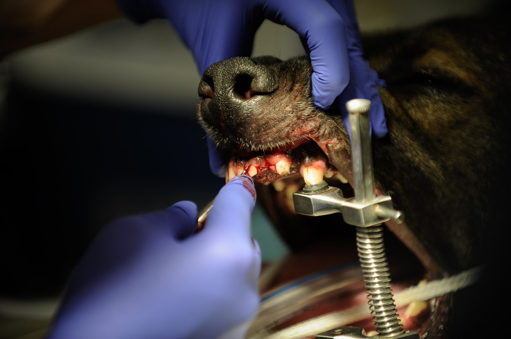 After biting down onto a steel pipe during training, Kobo, 86th Security Forces Squadron military working dog, underwent two non-surgical procedures for the extraction of his upper incisors and a surgical extraction of his upper fourth premolar at Pulaski Veterinary Clinic, Pulaski Barracks, Germany, Aug. 25, 2017. Due to the nature of their work, these K-9s are prone to dental injuries and depend on local dental clinics to help keep them in good working condition. (U.S. Air Force Airman 1st Class Savannah L. Waters)