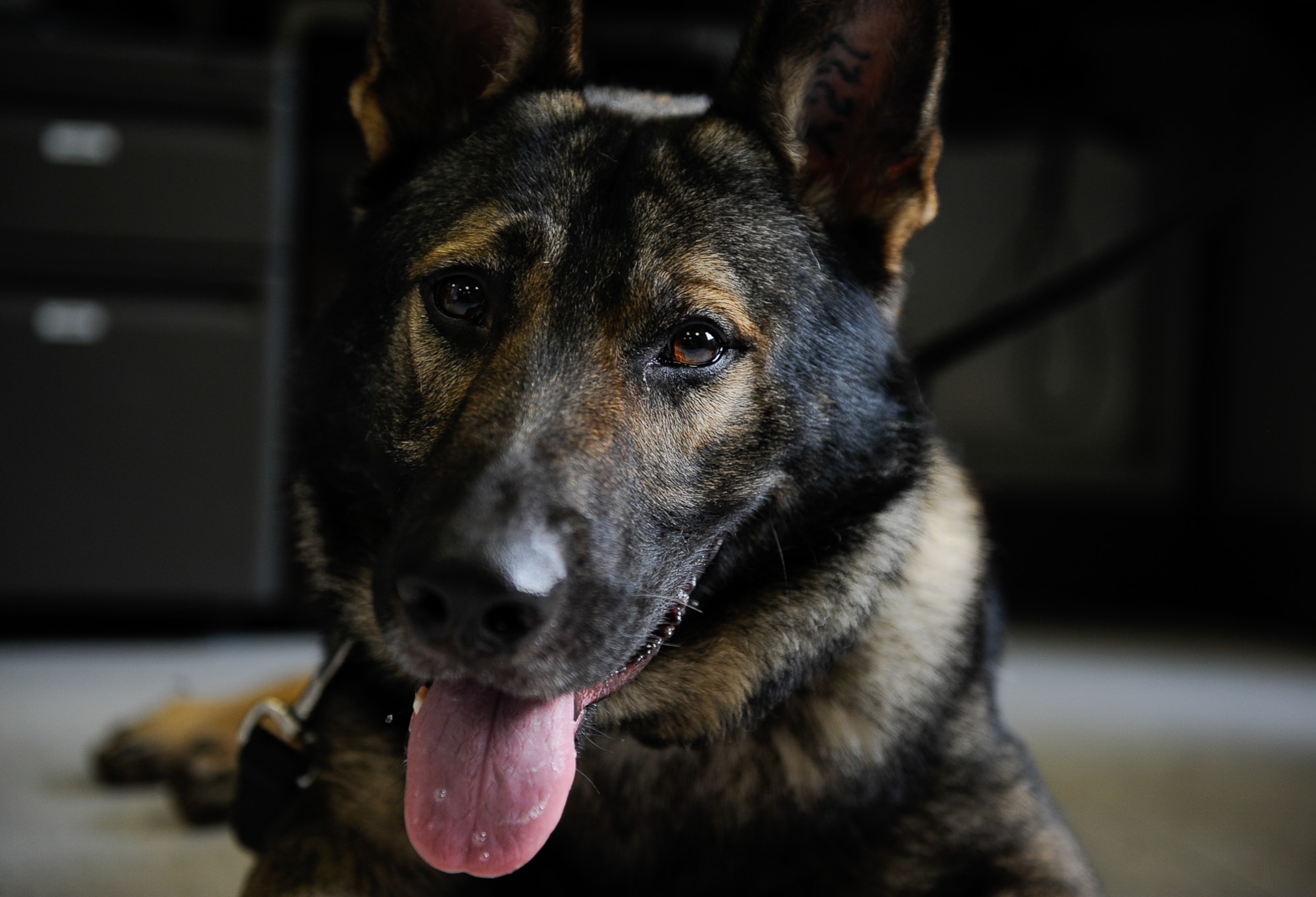 After biting down onto a steel pipe during training, Kobo, 86th Security Forces Squadron military working dog, underwent two non-surgical procedures for the extraction of his upper incisors and a surgical extraction of his upper fourth premolar at Pulaski Veterinary Clinic, Pulaski Barracks, Germany, Aug. 25, 2017. Due to the nature of their work, these K-9s are prone to dental injuries and depend on local dental clinics to help keep them in good working condition. (U.S. Air Force Airman 1st Class Savannah L. Waters)