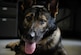 After biting down onto a steel pipe during training, Kobo, 86th Security Forces Squadron military working dog, underwent two non-surgical procedures for the extraction of his upper incisors and a surgical extraction of his upper fourth premolar at Pulaski Veterinary Clinic, Pulaski Barracks, Germany, Aug. 25, 2017. Due to the nature of their work, these K-9s are prone to dental injuries and depend on local dental clinics to help keep them in good working condition. (U.S. Air Force Airman 1st Class Savannah L. Waters)