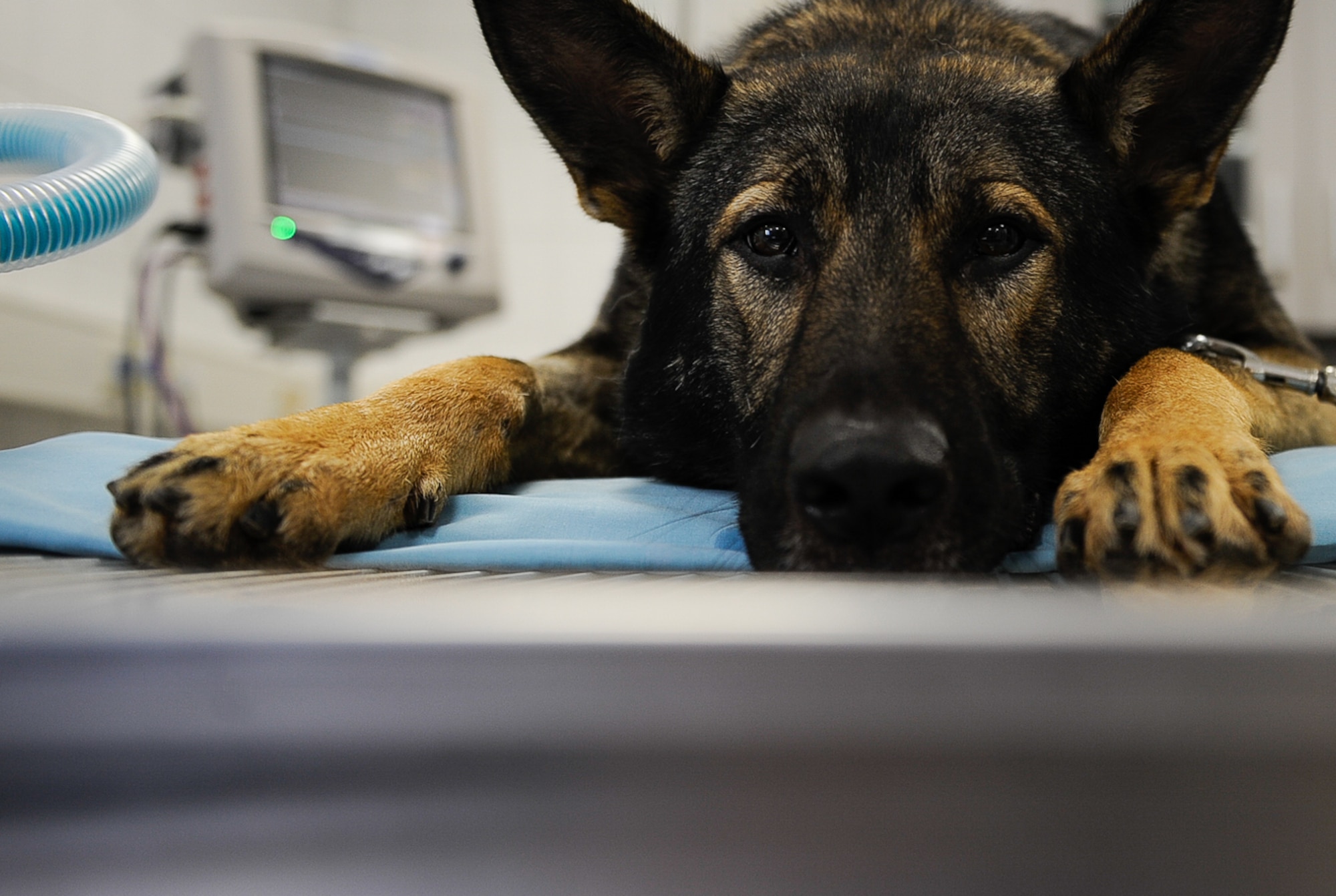 After biting down onto a steel pipe during training, Kobo, 86th Security Forces Squadron military working dog, underwent two non-surgical procedures for the extraction of his upper incisors and a surgical extraction of his upper fourth premolar at Pulaski Veterinary Clinic, Pulaski Barracks, Germany, Aug. 25, 2017. Due to the nature of their work, these K-9s are prone to dental injuries and depend on local dental clinics to help keep them in good working condition. (U.S. Air Force Airman 1st Class Savannah L. Waters)