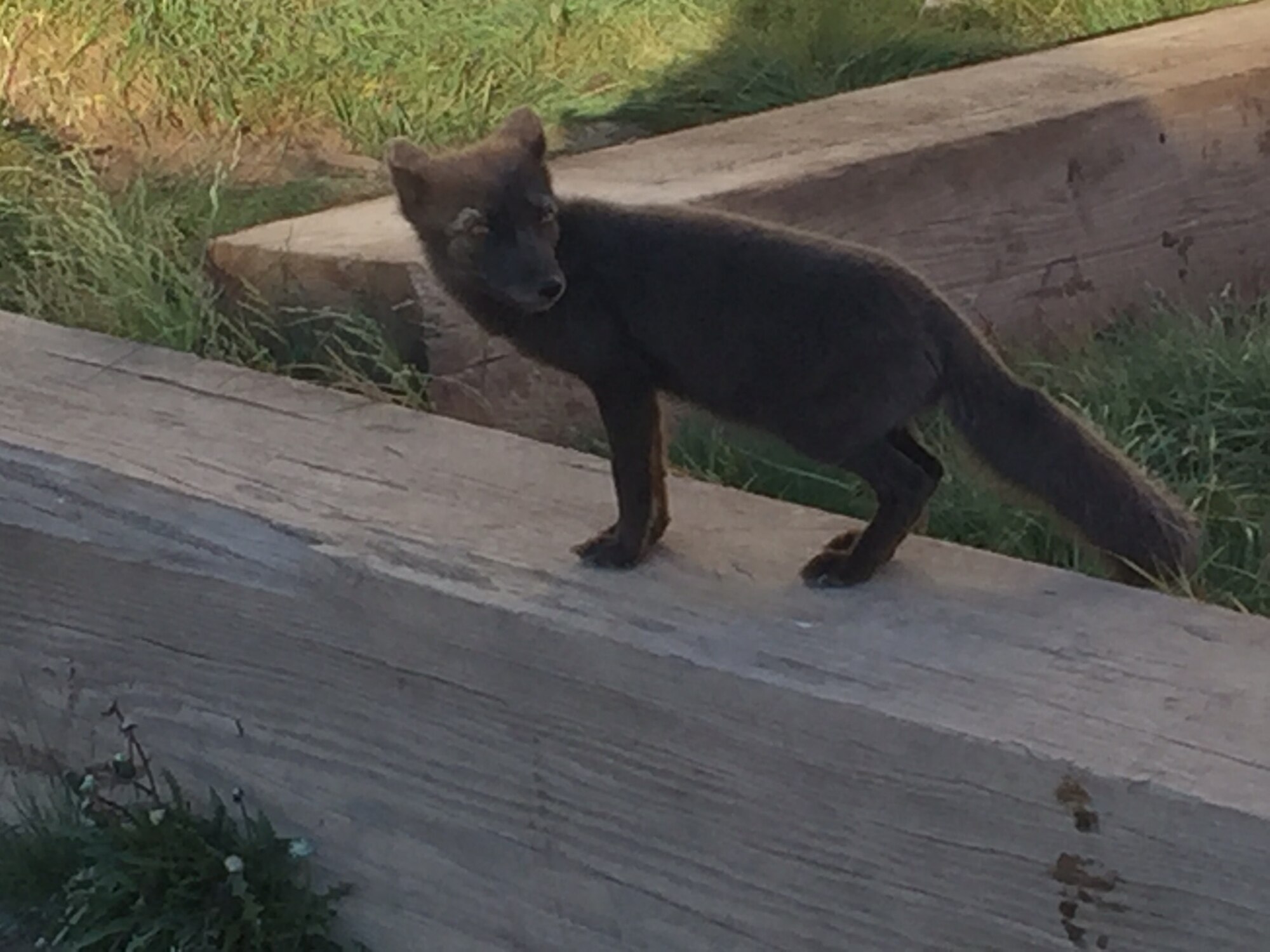 An Artic fox pup looks for a handout near the Thule Air Base dining facility Aug. 15, 2017. Wildlife like this fox, as well as the growing bird population around the base present a safety problem for aircraft. The Bird/Wildlife Airstrike Hazard team from the 21st Space Wing, Peterson Air Force Base visited Thule AB to determine hazard mitigation needs.  (Courtesy photo)