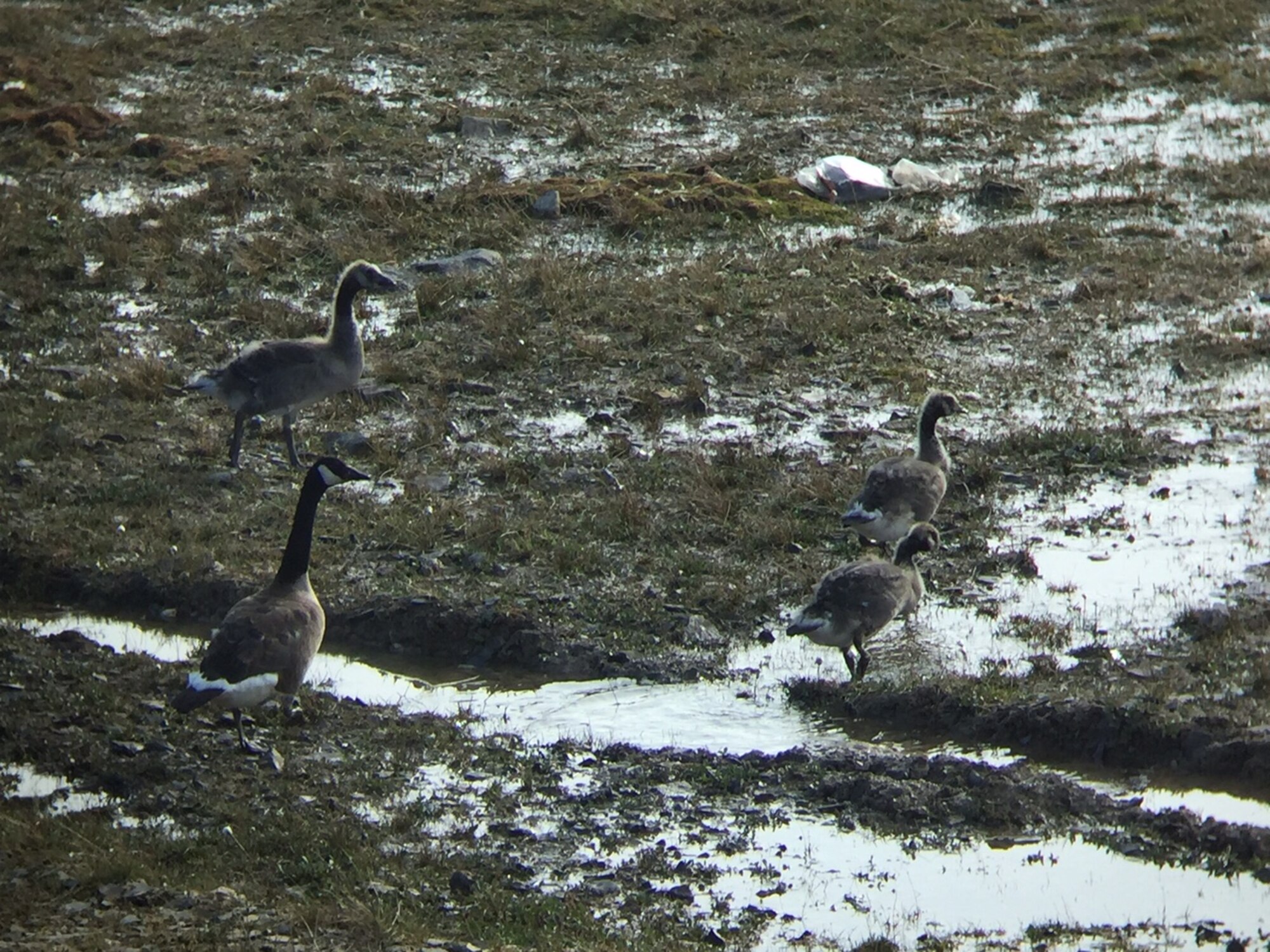 A mother Canada goose and her goslings forage near the runway at Thule Air Base, Greenland, Aug. 15, 2017. The large birds are nesting and breeding near there and can be hazardous when they share the same space as aircraft. The 21st Space Wing Bird/Wildlife Airstrike Hazard team from Peterson Air Force Base visited Thule AB to assess mitigation needs. (Courtesy photo)