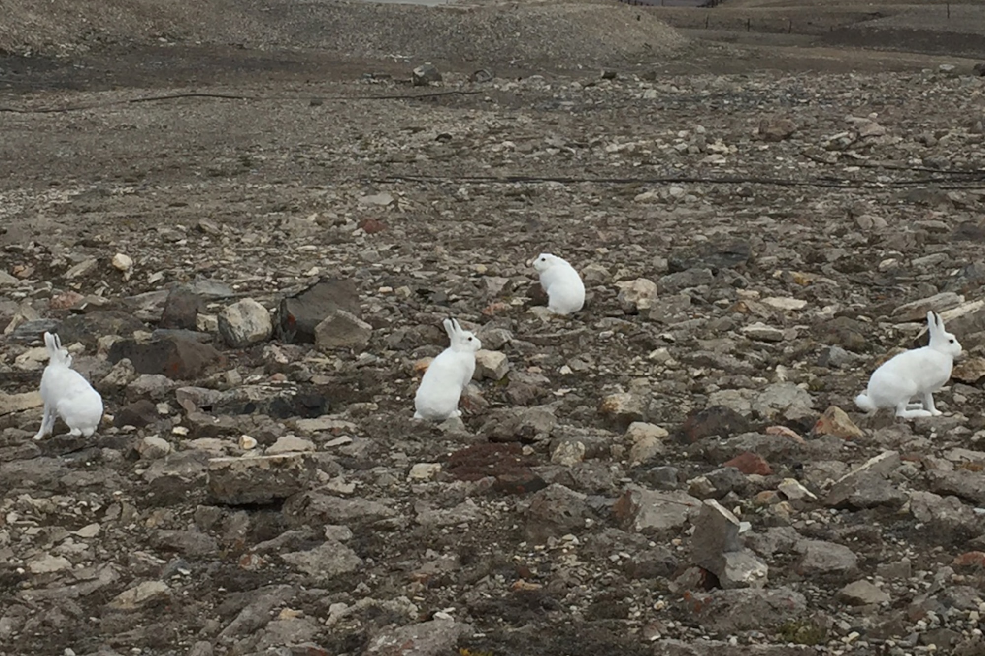 A group of Arctic Hares congregate near the runway at Thule Air Base, Greenland, Aug. 15, 2017. Wildlife can be a recipe for disaster when it and aircraft share the same space. The 21st Space Wing Bird/Wildlife Airstrike Hazard team from Peterson Air Force Base visited Thule AB to assess mitigation needs. (Courtesy photo)