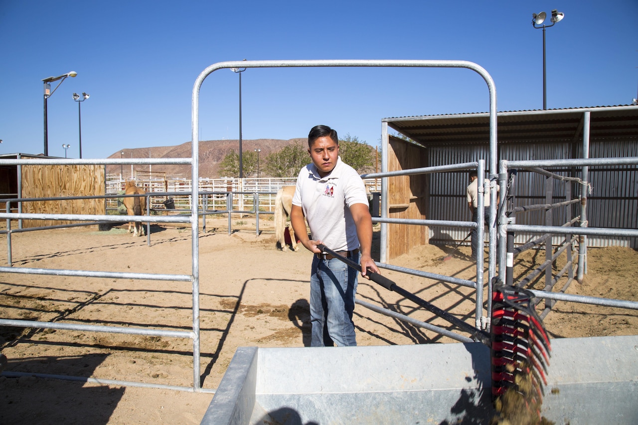 Marine Corps Sgt. Fernando Blanca, a stableman with the Corps' last remaining mounted color guard, mucks out a horse stall at the stables on the Yermo Annex of Marine Corps Logistics Base Barstow, Calif., Aug. 8, 2017. Cleaning stalls, grooming the horses and maintaining the facilities is all in a day's work for the stablemen. Marine Corps photo by Laurie Pearson