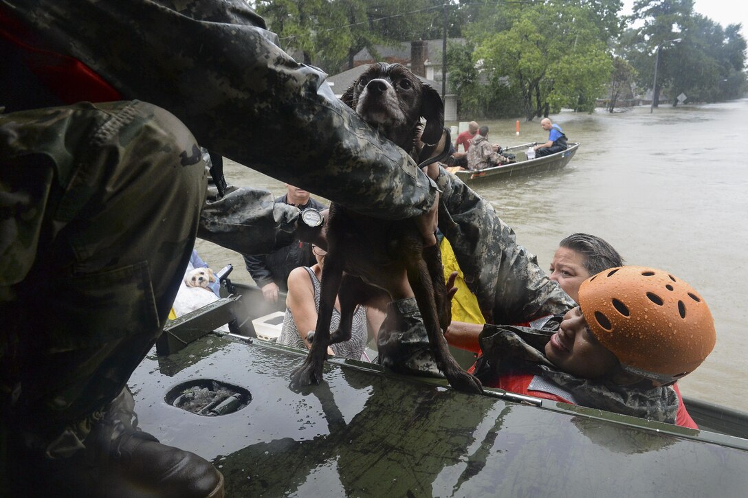 National Guardsmen help lift a dog into a truck during rescue efforts in Texas.