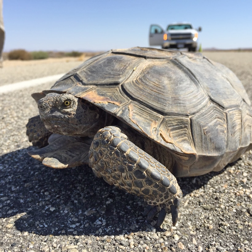 Desert tortoises: One of Edwards AFB’s natural residents