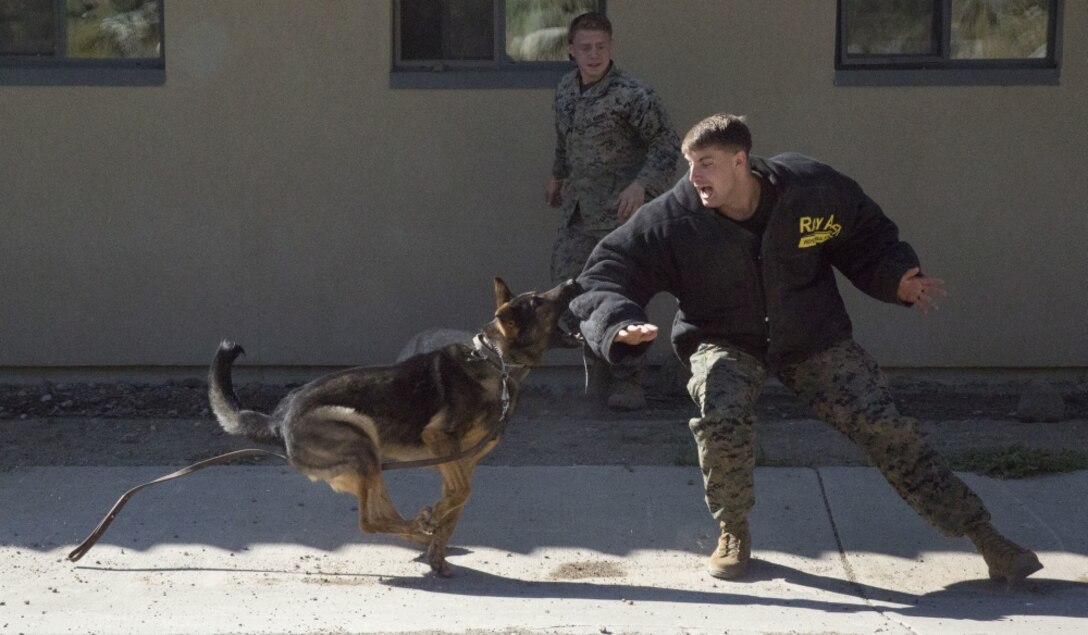 A dog handler with 2nd Law Enforcement Battalion commands his working dog, Larry, to attack a notional enemy threat during a preparatory class as part of the Mountain Warfare Training exercise in Bridgeport, Calif., Aug. 22, 2017.