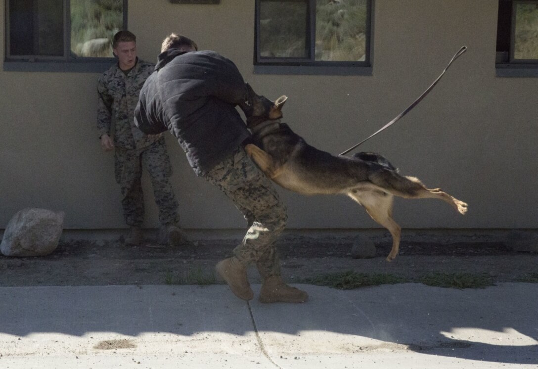 A dog handler with 2nd Law Enforcement Battalion commands his working dog, Larry, to attack a notional enemy threat during a preparatory class as part of the Mountain Warfare Training exercise in Bridgeport, Calif., Aug. 22, 2017.