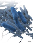 The Legionella bacteria, which causes Legionnaires' disease, has not been found at Brooke Army Medical Center.