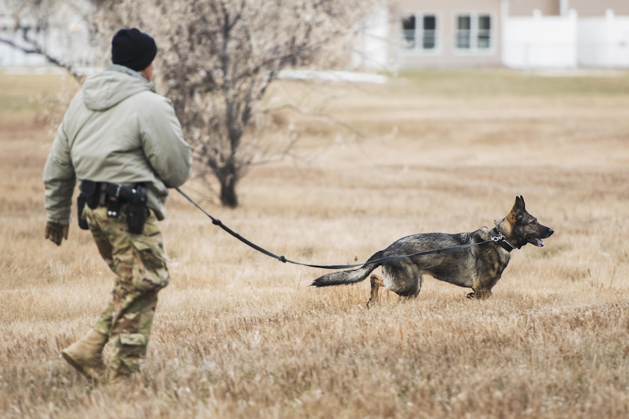 Senior Airman Angel Flores, 5th Security Forces Squadron military working dog handler, and MWD Kety spot a marksman team member during joint-unit training at Minot Air Force Base, N.D., Nov. 22, 2017. MWD teams trained with 719st Missile Security Forces squadron marksman teams to identify and apprehend personnel attempting to evade or avoid detection. (U.S. Air Force photo by Senior Airman J.T. Armstrong)