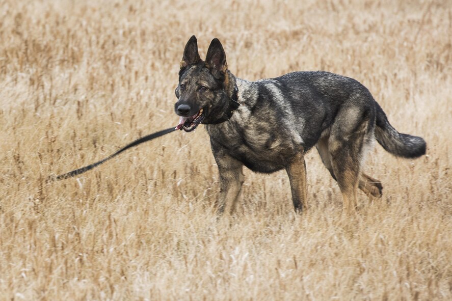 Senior Airman Angel Flores, 5th Security Forces Squadron military working dog handler, and MWD Kety spot a marksman team member during joint-unit training at Minot Air Force Base, N.D., Nov. 22, 2017. MWD teams trained with 719st Missile Security Forces squadron marksman teams to identify and apprehend personnel attempting to evade or avoid detection. (U.S. Air Force photo by Senior Airman J.T. Armstrong)