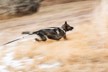 Senior Airman Angel Flores, 5th Security Forces Squadron military working dog handler, and MWD Kety spot a marksman team member during joint-unit training at Minot Air Force Base, N.D., Nov. 22, 2017. MWD teams trained with 719st Missile Security Forces squadron marksman teams to identify and apprehend personnel attempting to evade or avoid detection. (U.S. Air Force photo by Senior Airman J.T. Armstrong)