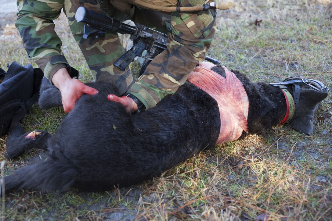 A multi-purpose canine handler with U.S. Marine Corps Forces, Special Operations Command, checks for a pulse while administering medical care to a realistic canine mannequin during MPC medical training at Stone Bay on Marine Corps Base Camp Lejeune, N.C., Dec. 1, 2017. During this training, MPC handlers practice applying canine medical aid on the new “robot dog” for the first time, which is in its final stages of testing and development. (Photo by Cpl. Bryann K. Whitley)