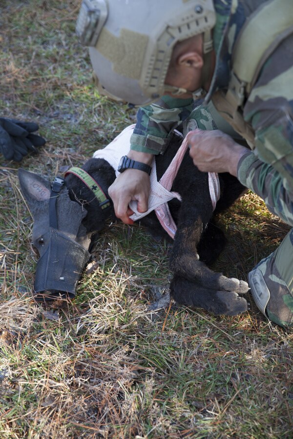 A multi-purpose canine handler with U.S. Marine Corps Forces, Special Operations Command, applies medical dressings to a realistic canine mannequin during MPC medical training at Stone Bay on Marine Corps Base Camp Lejeune, N.C., Dec. 1, 2017. During this training, MPC handlers practice applying canine medical aid on the new “robot dog” for the first time, which is in its final stages of testing and development.  (Photo by Cpl. Bryann K. Whitley)