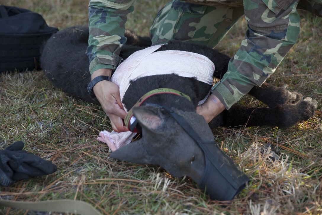 A multi-purpose canine handler with U.S. Marine Corps Forces, Special Operations Command, controls a laceration on a realistic canine mannequin during MPC medical training at Stone Bay on Marine Corps Base Camp Lejeune, N.C., Dec. 1, 2017. During this training, MPC handlers practice applying canine medical aid on the new “robot dog” for the first time, which is in its final stages of testing and development.