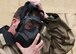 Airman 1st Class Nicholas Loew, 92nd Logistics Readiness Squadron Fuels Distribution apprentice, dons a M50 gas mask as part of an exercise at Fairchild Air Force Base, Washington, Nov. 30, 2017. The M50 gas mask is the latest generation of CBRN (Chemical, Biological, Radiological, Nuclear) protective gear. (U.S. Air Force Photo/ Senior Airman Ryan Lackey)