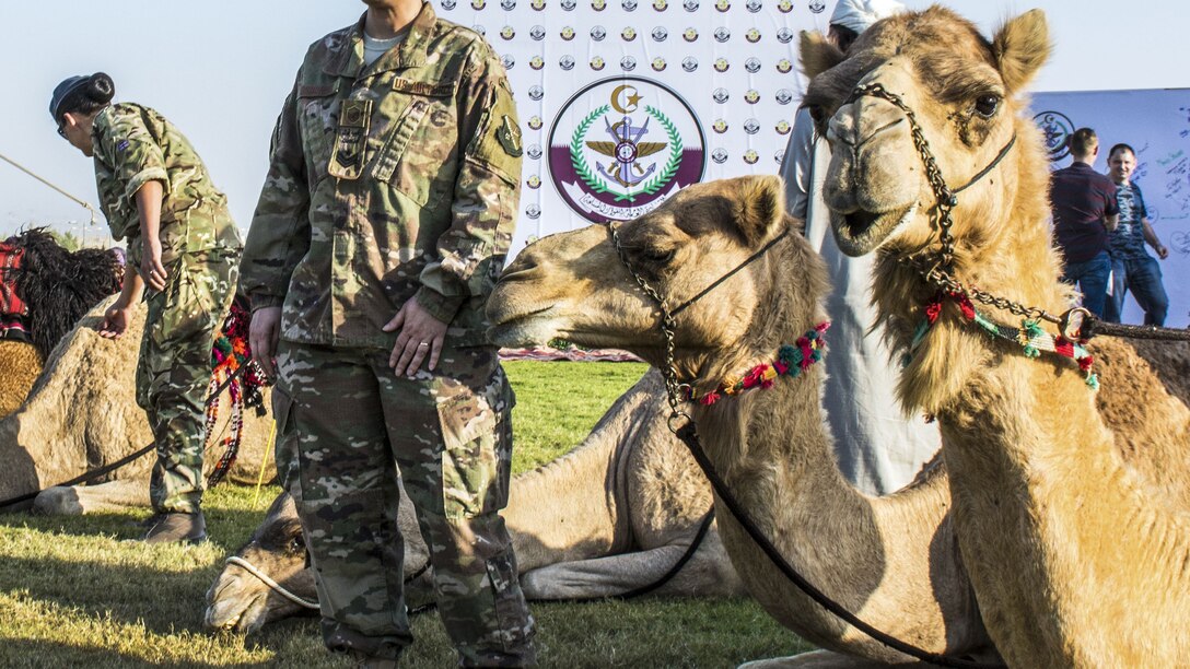 An airman stands near several lounging camels.