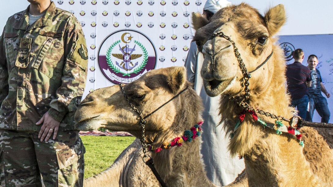 An airman stands near several lounging camels.