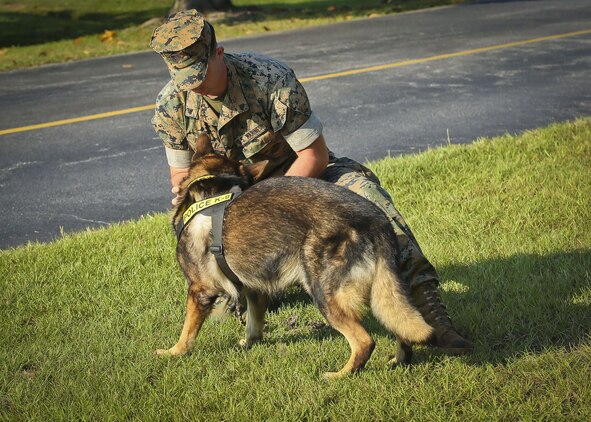 Cpl. Erik Powell and his Military Working Dog Joy prepare for their K-9 Team certification aboard Marine Corps Air Station Beaufort, Sept. 20. The provost marshal and the kennel master with the MCAS Beaufort Provost Marshal’s Office oversaw the certification .The certification scenarios were held in one of the storage warehouses on the air station and tested both the handler and the dog on their ability to work together. The K-9 team is with PMO.