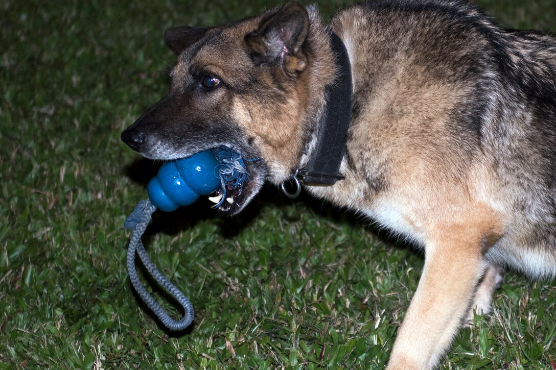 A dog chews on a chew toy.