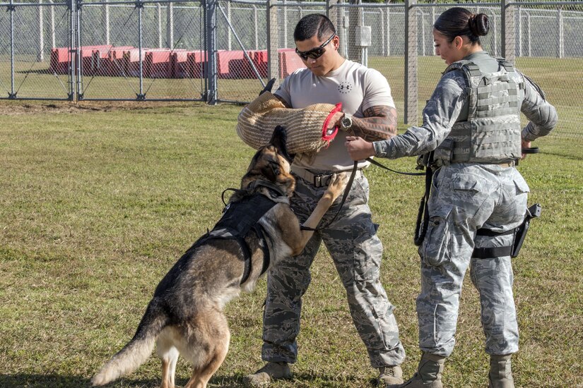 Working Dog Training.