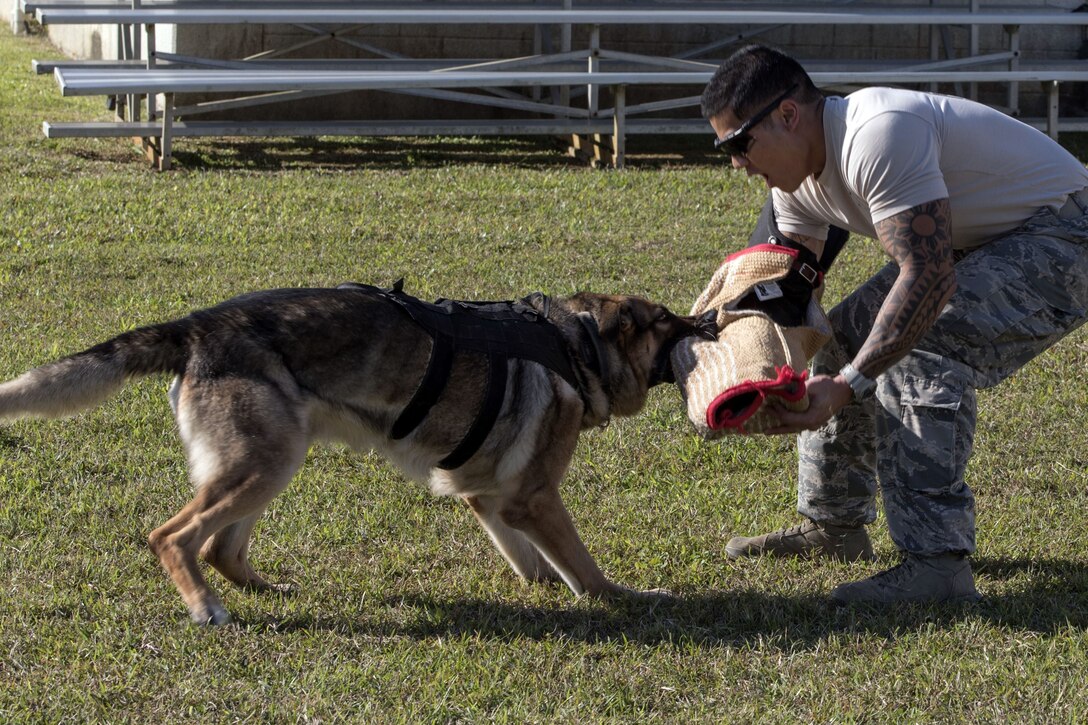 A dog bites an arm pad being worn by an airman.