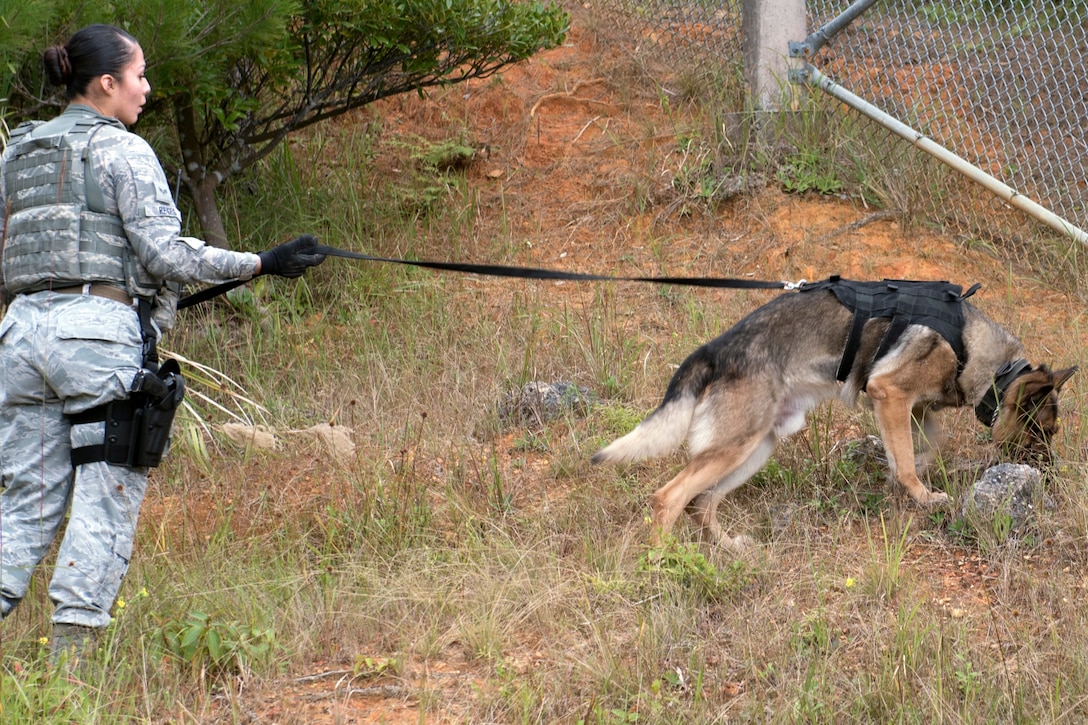 A dong sniffs at objects on the ground while the leash is held by an airman.