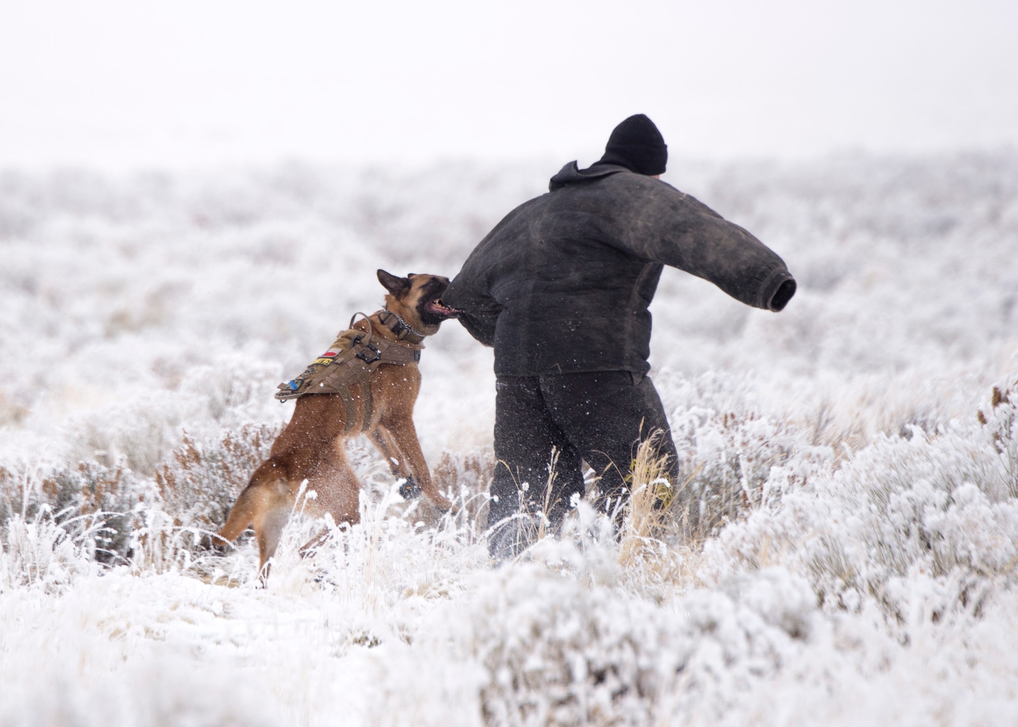 Military Working Dog Ingo takes down an enemy threat during Gunfighter Flag 18-1 Dec. 14, 2017, at Mountain Home Air Force Base, Idaho. Gunfighter Flag 18-1 took place Dec. 11-15, simulating joint service operations that might be encountered in a deployed environment. (U.S. Air Force photo by Airman 1st Class Jeremy D. Wolff)