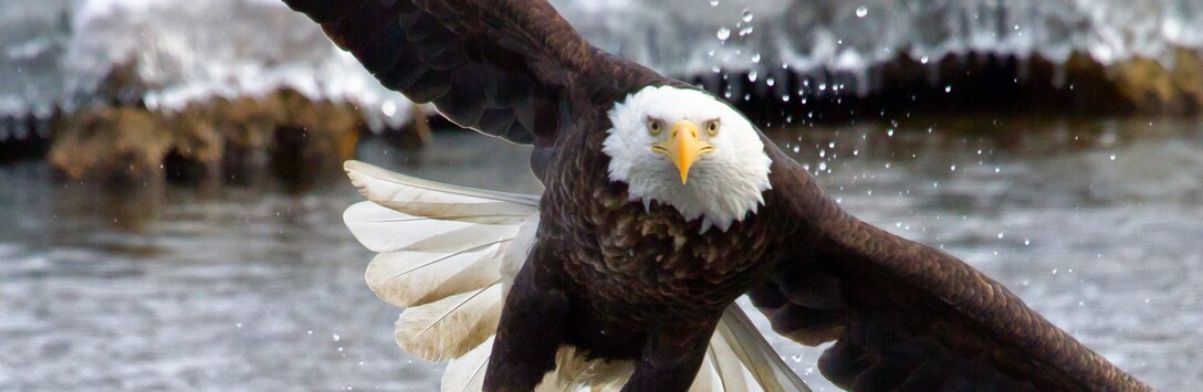 A close-up photo of a bald eagle.