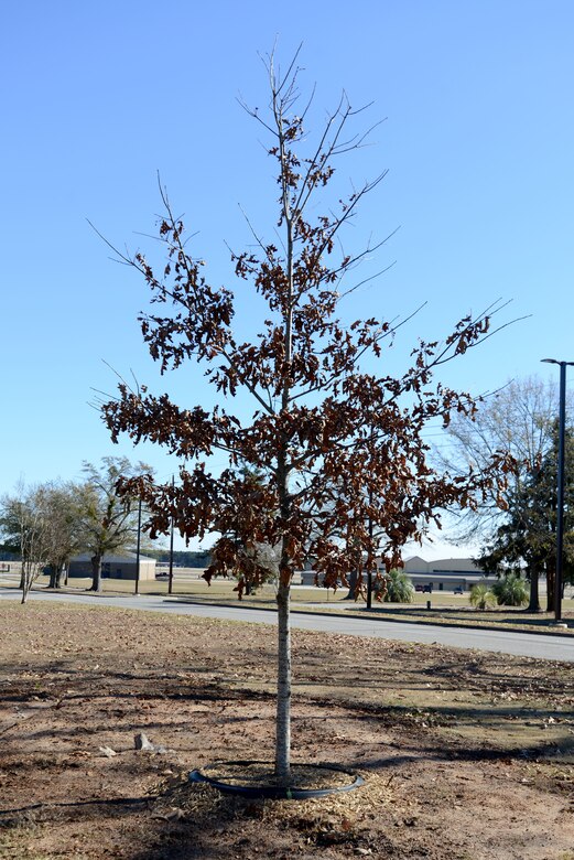 The 20th Civil Engineer Squadron planted the first Cherrybark Oak tree at Shaw Air Force Base, S.C., in honor of Arbor Day, Dec. 13, 2017.