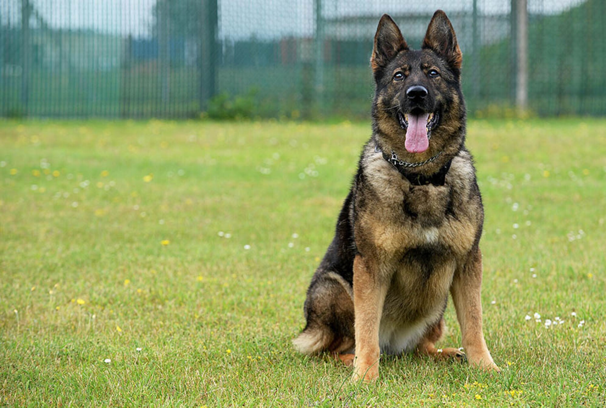 U.S. Air Force Military Working Dog Gina sits for a photograph June 23, 2016, on RAF Mildenhall, England. Gina passed away Nov. 27, 2017, following the discovery of an inoperable tumor. The 10-year-old MWD, a narcotics-detector dog, served at RAF Mildenhall for eight-and-a-half years, and a memorial service was held to celebrate her life Dec. 20, 2017. (U.S. Air Force photo by Airman 1st Class Tenley Long)